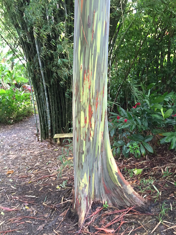 Image of Rainbow Eucalyptus